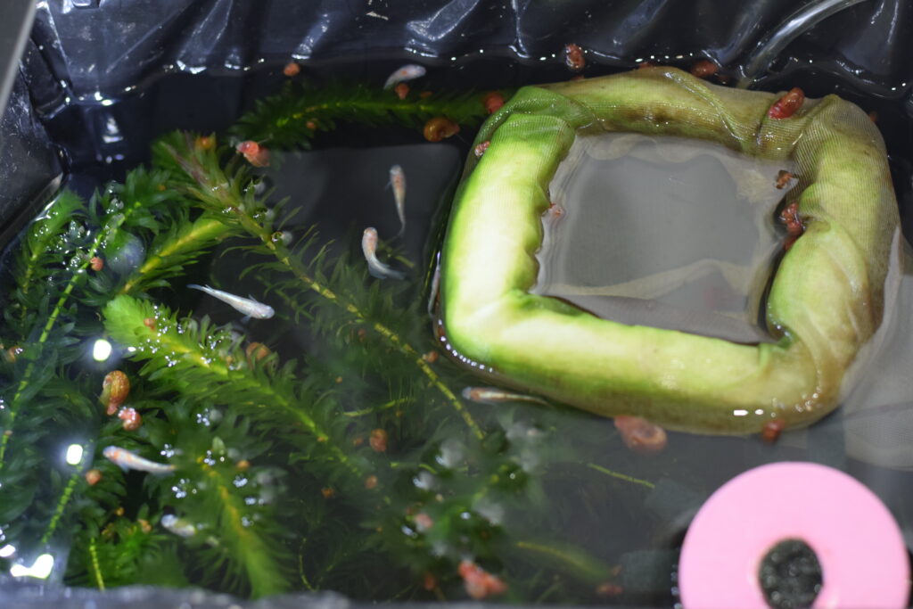 水草専用LEDではないのにメダカ水槽内で大繁殖したアナカリス。
