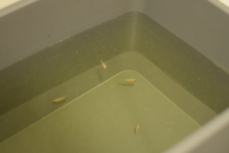 グリーンFゴールド顆粒を入れると水が黄色くなる