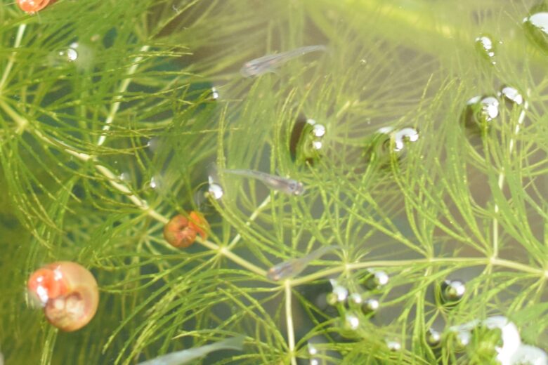 メダカの稚魚の隠れ家にもなる水草のマツモが好きなベビーメダカ