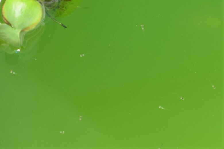 孵化したばかりのベビーメダカがエアレーションをしていないグリーンウォーターで泳いでいる様子